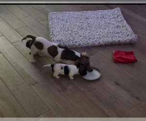 Mother of the Dachshund puppies born on 07/29/2026