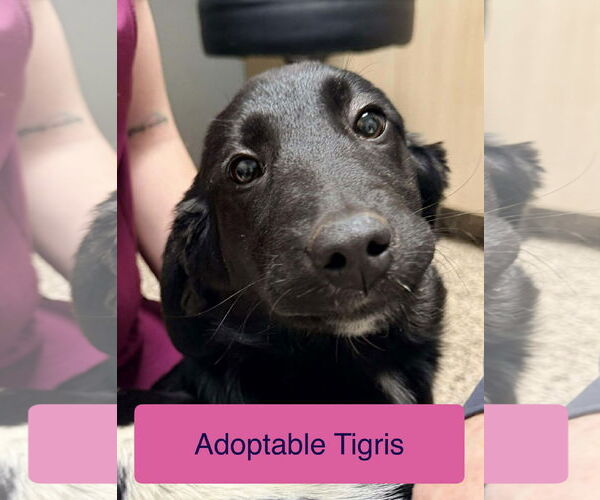 Medium Photo #2 Beagle-Unknown Mix Puppy For Sale in Roxboro, NC, USA