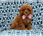 Small #11 Cavapoo-Poodle (Toy) Mix