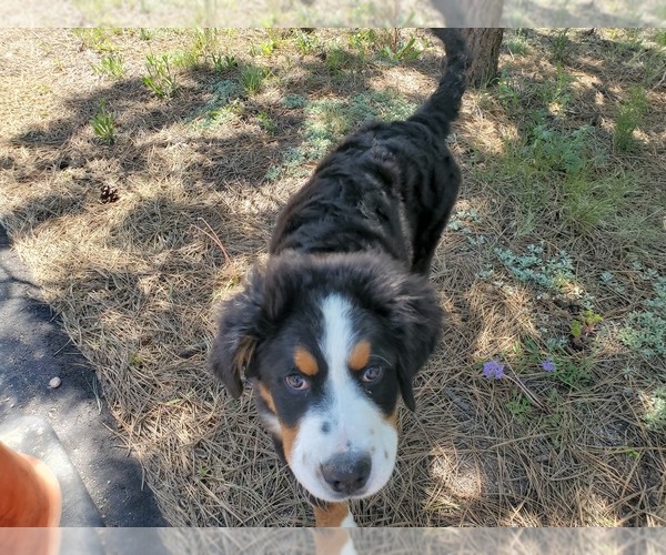 Medium Photo #4 Bernese Mountain Dog Puppy For Sale in PEYTON, CO, USA