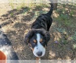 Small #3 Bernese Mountain Dog