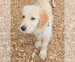 Small Photo #3 Belgian Malinois-Goldendoodle Mix Puppy For Sale in LORTON, VA, USA
