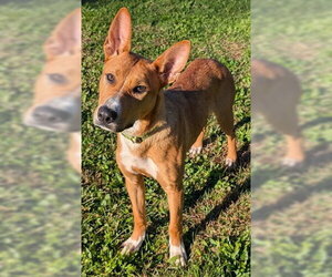 ROCCO - Male Carolina Dog-German Shepherd Dog Mix Dog for Adoption