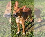 ROCCO - Male Carolina Dog-German Shepherd Dog Mix Dog for Adoption - Small photo