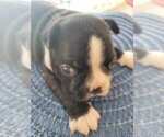 Small Photo #19 Boston Terrier Puppy For Sale in NEW PORT RICHEY, FL, USA