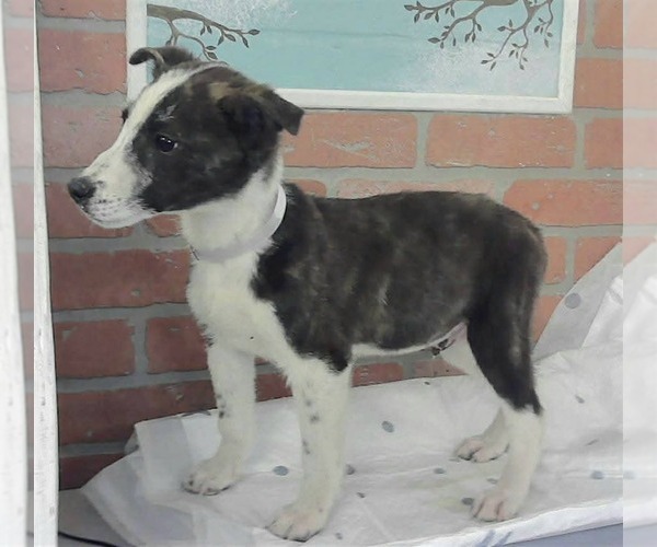 Medium Photo #2 German Shepherd Dog-Unknown Mix Puppy For Sale in Lakewood, CO, USA