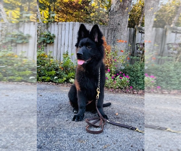 Medium Photo #3 German Shepherd Dog Puppy For Sale in GADSDEN, AL, USA