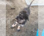 Small #2 German Shepherd Dog Mix