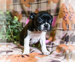 Small Photo #10 Boston Terrier Puppy For Sale in WAKARUSA, IN, USA