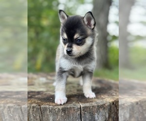 Alaskan Klee Kai-Pomsky Mix Litter for sale in STAPLES, MN, USA