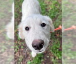 Small #6 Great Pyrenees