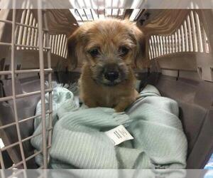 Chihuahua Dogs for adoption in Riverside, CA, USA