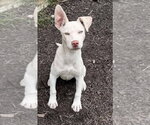 Small Siberian Husky Mix