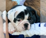 Small Photo #15 Bulldog Puppy For Sale in PEACHLAND, NC, USA