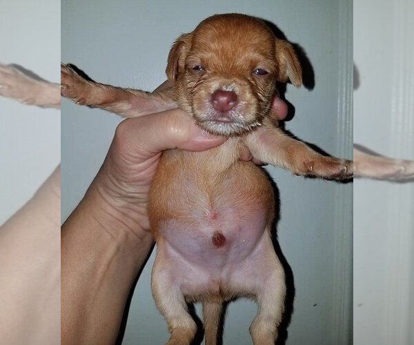 Medium Photo #20 Chihuahua-Unknown Mix Puppy For Sale in Spring, TX, USA
