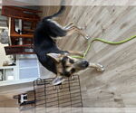 Small #4 German Shepherd Dog-Huskies  Mix