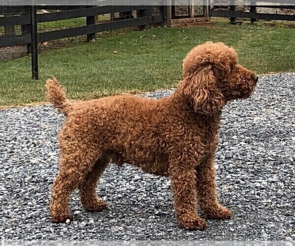 Medium Photo #1 Goldendoodle-Poodle (Miniature) Mix Puppy For Sale in NARVON, PA, USA
