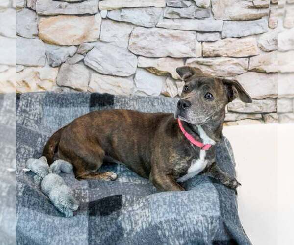 Medium Photo #6 Miniature English Bulldach Puppy For Sale in Kennesaw, GA, USA