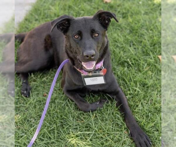 Medium Photo #9 Labrador Retriever-Unknown Mix Puppy For Sale in San Diego, CA, USA