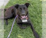 Small #8 Labrador Retriever Mix