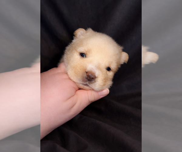 Medium Photo #5 Chow Chow Puppy For Sale in London, Ontario, Canada
