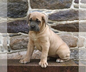 Cane Corso Puppy for sale in ROBESONIA, PA, USA