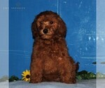 Small Photo #1 Goldendoodle-Poodle (Miniature) Mix Puppy For Sale in NEW PROVIDENCE, PA, USA