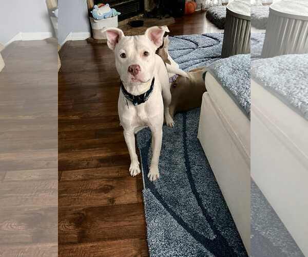 Medium Photo #5 American Pit Bull Terrier-Unknown Mix Puppy For Sale in Rockaway, NJ, USA