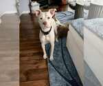 Small #4 American Pit Bull Terrier Mix