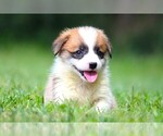 Puppy Hugo Pembroke Welsh Corgi