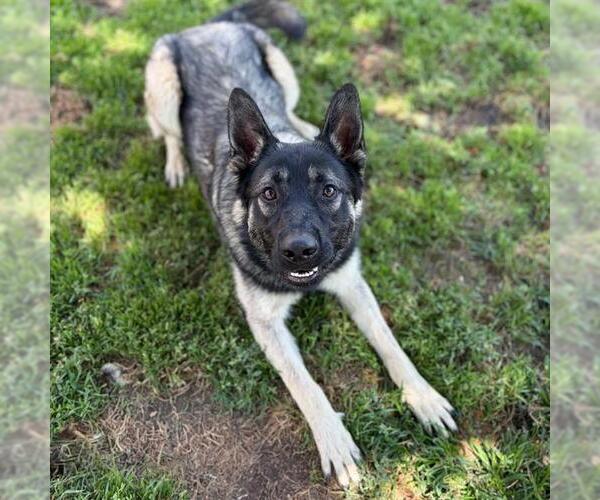Medium Photo #1 German Shepherd Dog Puppy For Sale in Modesto, CA, USA