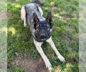 German Shepherd Dog Dogs for adoption in Modesto, CA, USA