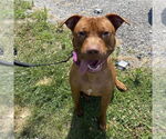Small #18 American Pit Bull Terrier-Staffordshire Bull Terrier Mix