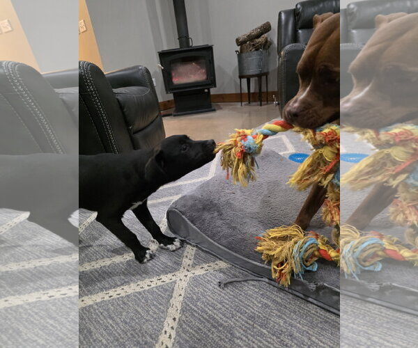 Medium Photo #8 Labrador Retriever-Unknown Mix Puppy For Sale in Germantown, OH, USA