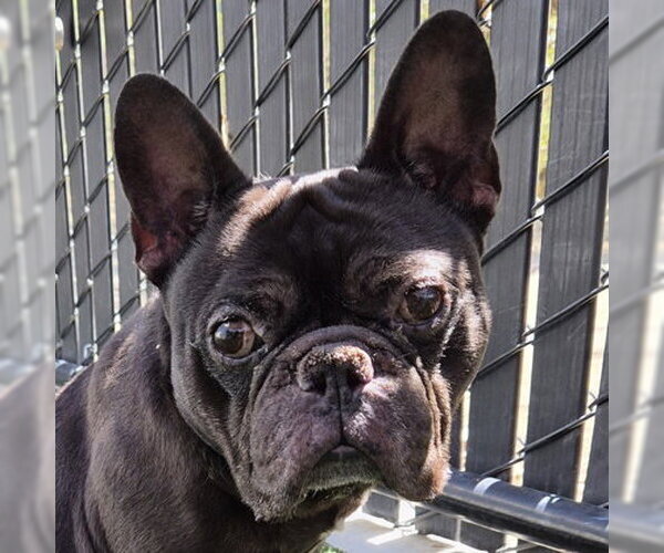 Medium Photo #1 Mutt Puppy For Sale in Pleasanton, CA, USA