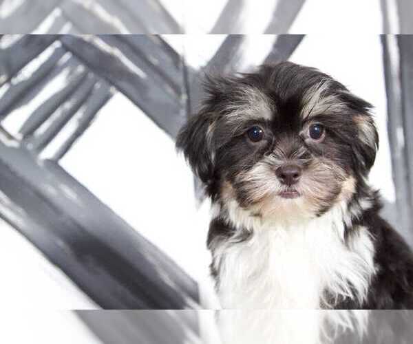 Medium Photo #2 Shorkie Tzu Puppy For Sale in BEL AIR, MD, USA