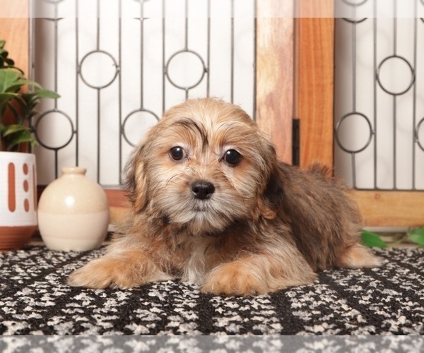 Medium Photo #9 Shorkie Tzu Puppy For Sale in NAPLES, FL, USA