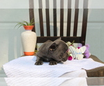 Small Photo #5 French Bulldog Puppy For Sale in SEARS, MI, USA