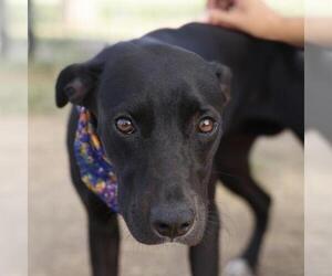 Mutt Dogs for adoption in San Antonio, TX, USA