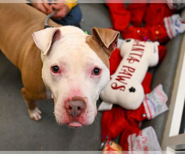 Medium Photo #3 Mutt Puppy For Sale in Glen Allen, VA, USA