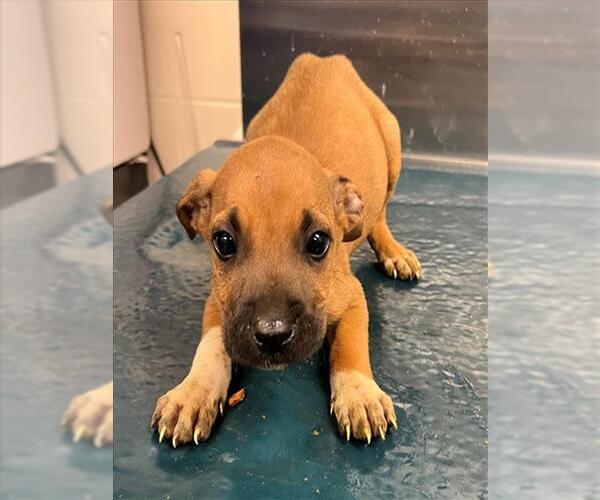 Medium Photo #1 Unknown-Vizsla Mix Puppy For Sale in Mobile, AL, USA