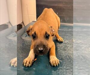 Unknown-Vizsla Mix Dogs for adoption in Mobile, AL, USA