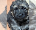 Puppy Puppy 1 German Shepherd Dog