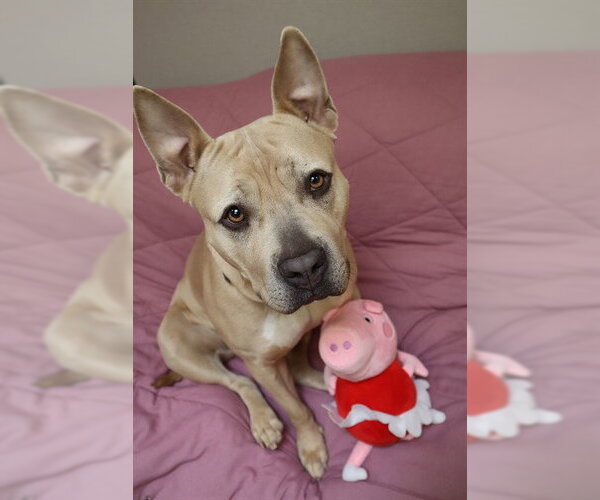 Medium Photo #4 Bulldog-Unknown Mix Puppy For Sale in Center Township, PA, USA