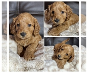 Medium Goldendoodle mix (+ Poodle Miniature)