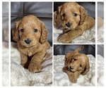 Puppy Maple Goldendoodle mix (+ Poodle Miniature)