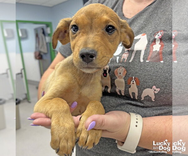 Medium Photo #4 Labrador Retriever-Unknown Mix Puppy For Sale in Washington, DC, USA