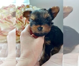 Yorkshire Terrier Puppy for Sale in LADSON, South Carolina USA
