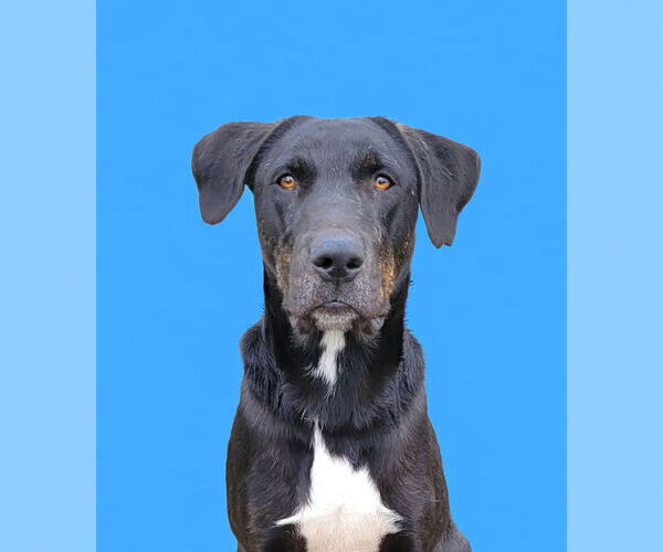 Medium Photo #1 Labrador Retriever-Unknown Mix Puppy For Sale in Unionville, PA, USA