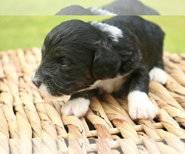 Medium Photo #7 Bernedoodle Puppy For Sale in KNOB NOSTER, MO, USA